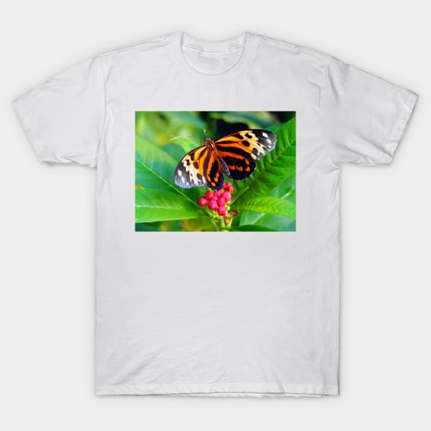 Tigerwing Butterfly T-Shirt by Scubagirlamy